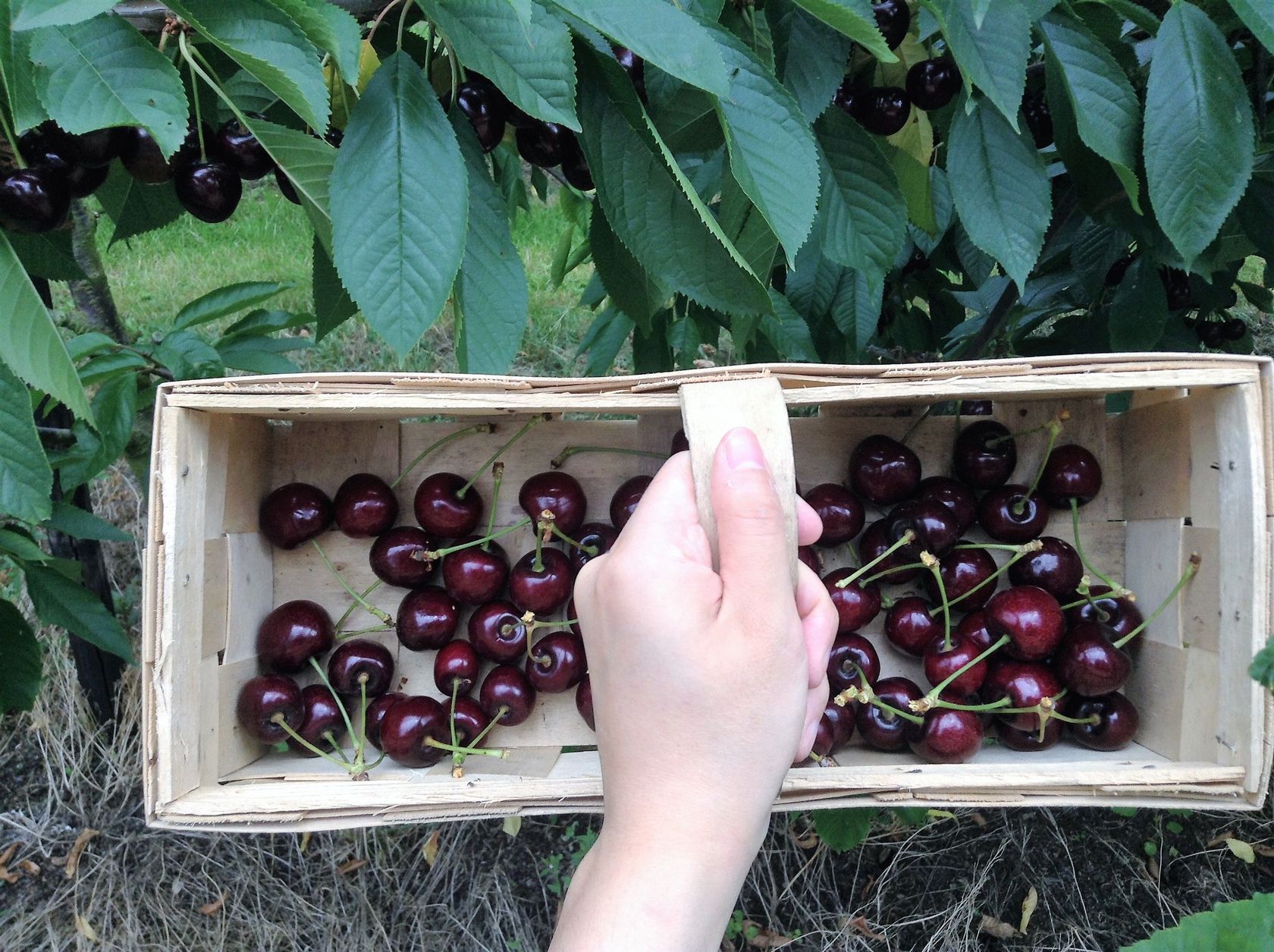 Cherry Picking Afternoon In Limburg Belgium Joythewanderer