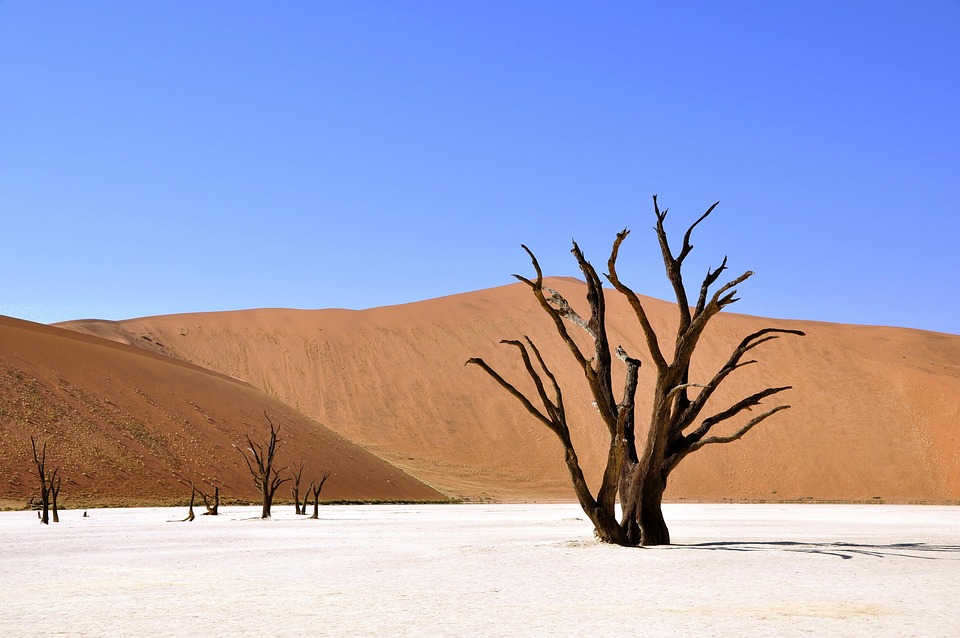 Boom, Woestijn, NamibiÃ«, Klei Pan, Droogte, Afrika